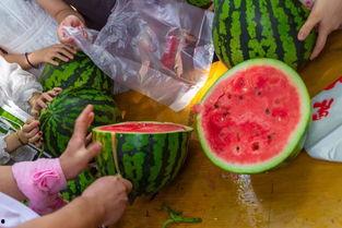吃瓜吃东西的视频大全,美食诱惑，视觉盛宴