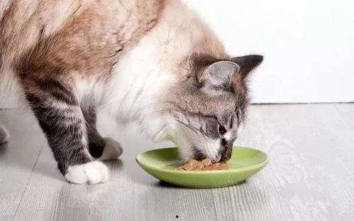 猫吃不吃葫芦瓜呢视频,揭秘猫咪的饮食偏好