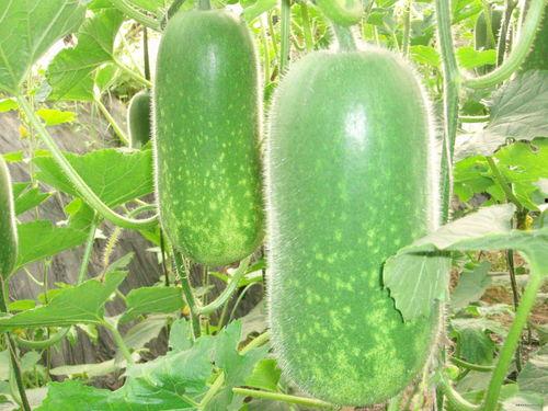 八卦吃瓜素材高清视频下载,揭秘娱乐圈幕后故事