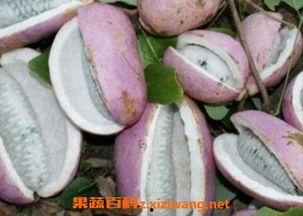 吃八月瓜的搞笑短视频,笑料横生的美味之旅