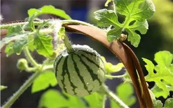 蚂蚁吃小瓜幼苗视频,自然界的奇妙生态现象