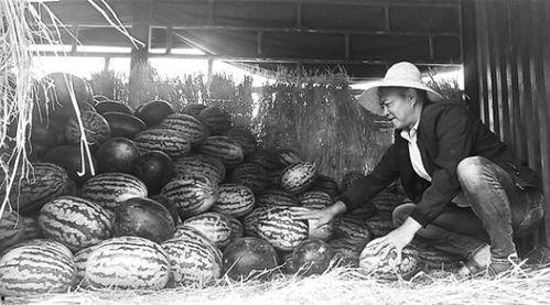 关城吃瓜群众事件视频,一场网络舆论的风暴与反思