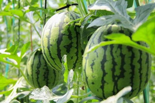 采摘西瓜吃瓜视频播放,西瓜采摘与美味分享视频盛宴