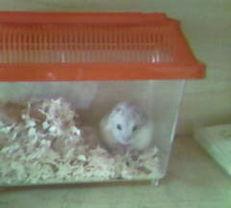 小乖乖吃瓜的视频,揭秘瓜界萌娃的欢乐时光