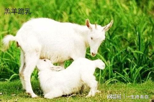 晴天小羊吃瓜现场视频