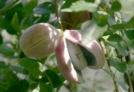 吃黄金八月瓜能减肥吗视频,吃黄金八月瓜助你轻松瘦身