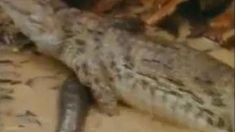 吃瓜鳄鱼视频大全集,趣味横生的动物奇观大盘点